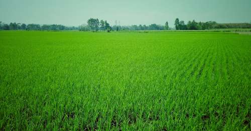 Agricultural Land for Sale